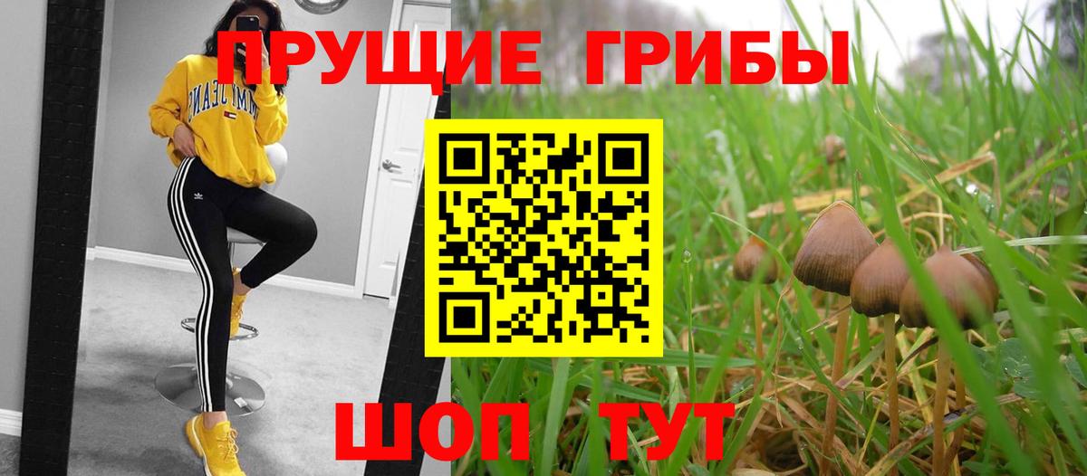 Псилоцибиновые грибы Cubensis Тавда